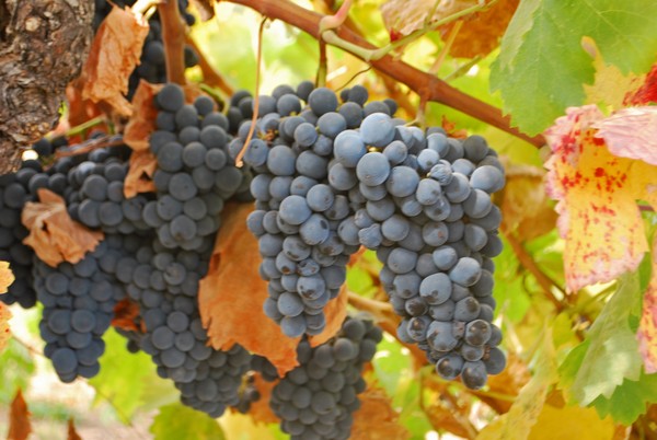 Grape Harvest in Sonoma