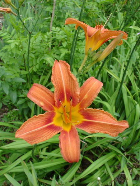 Lilies