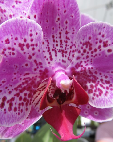Orchid