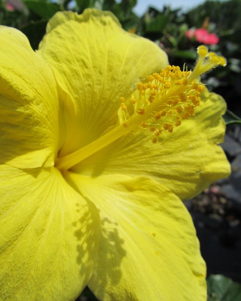 Yellow Hibiscus