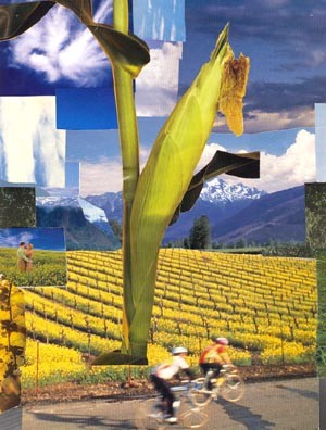 corn collage