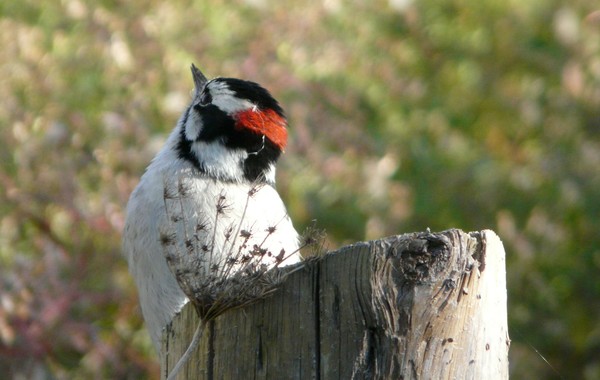 Pretty Birdie