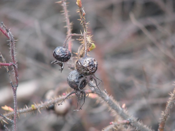 Naturephotos2008-