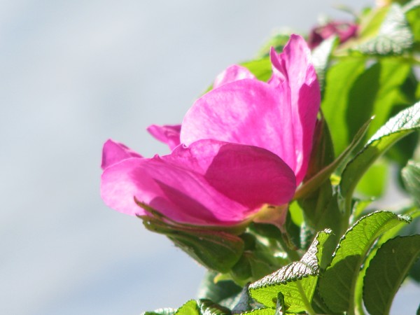 summer roses