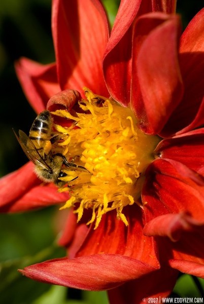 honey bee