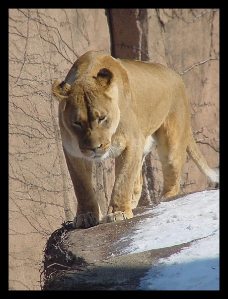 Lioness