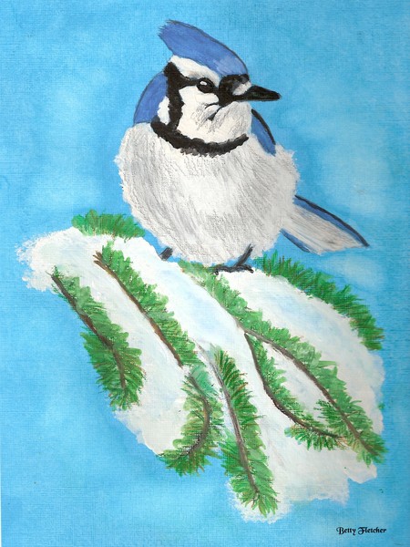 Bluejay in Winter