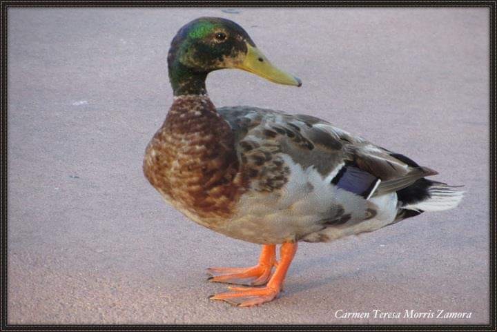 A Beautiful Duck