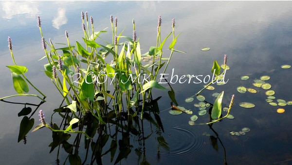 Waterplants