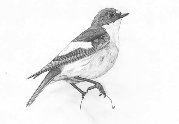 Pied Flycatcher
