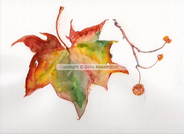 Sycamore Fall