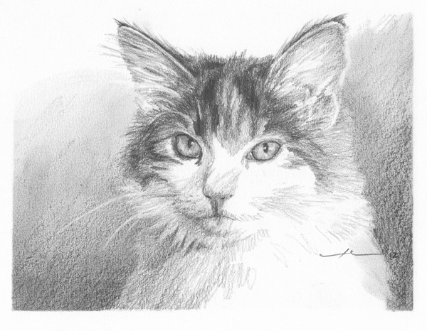 calico cat pencil portrait