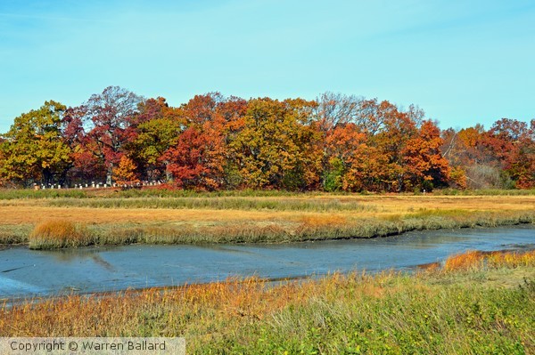 Salt Marsh 11/8/2014