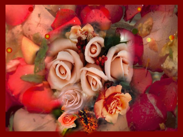 Most Beautiful Roses