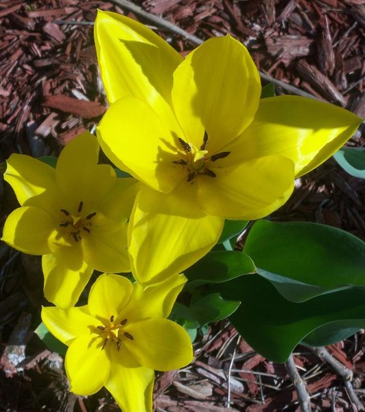 Three Tulips