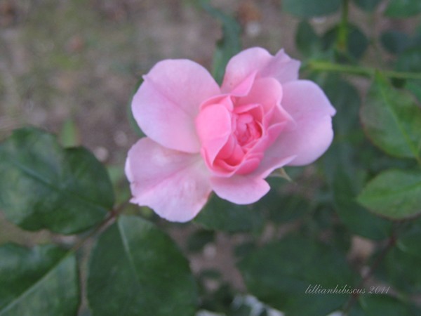 Tiny Pink Rose