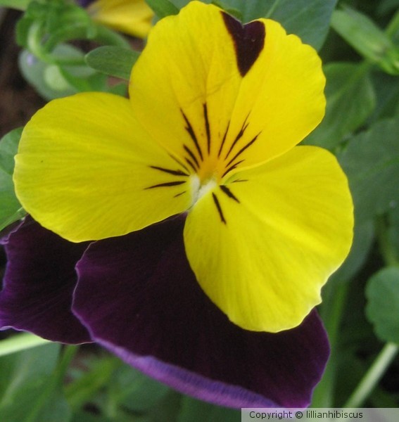 Viola