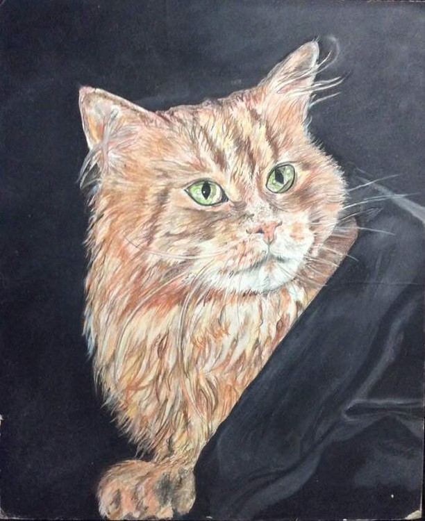 Look like your kittie?