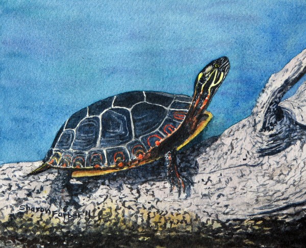 Turtle IV