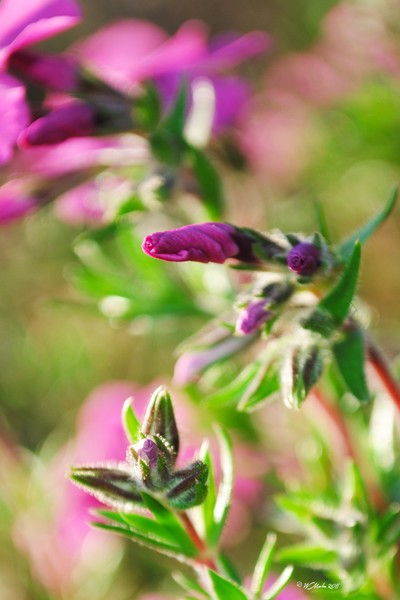 Pink Blossoms at Sunset