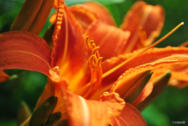 Lily in the Evening Sun