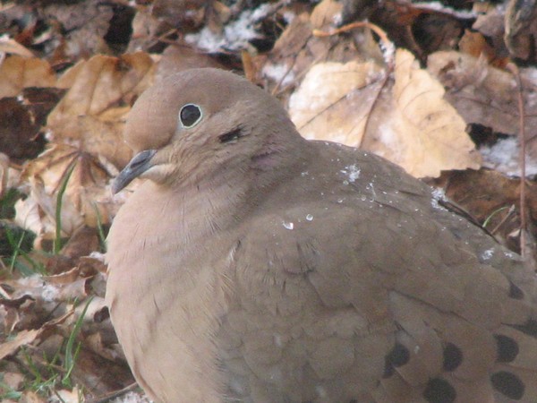 Dove