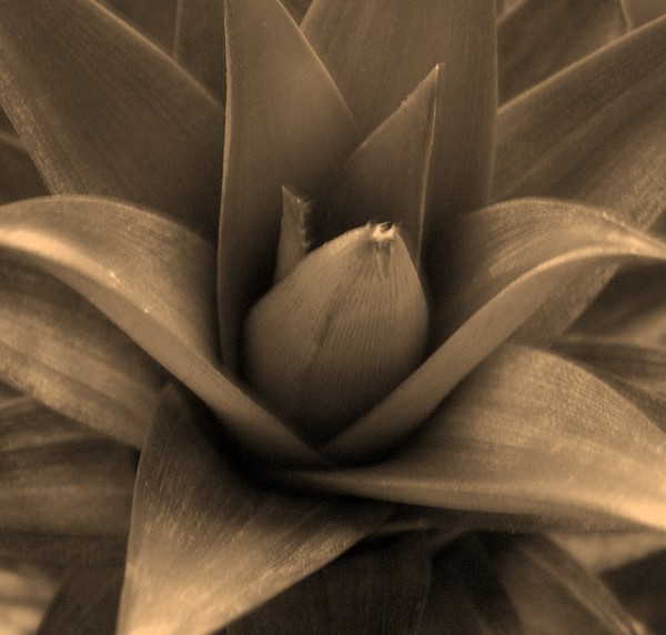 Sepia Pineapple top