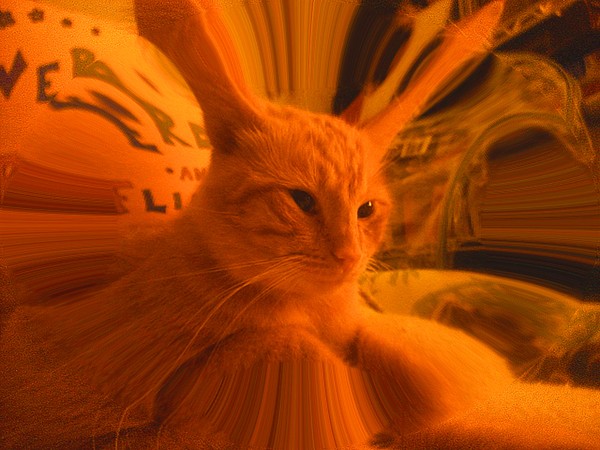 Sphinx Cat