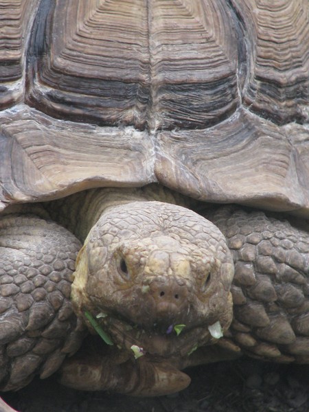 Hungry turtle