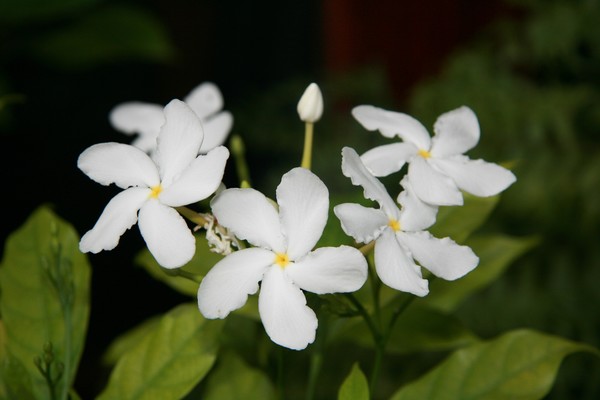 Tropical Floral Series #0014