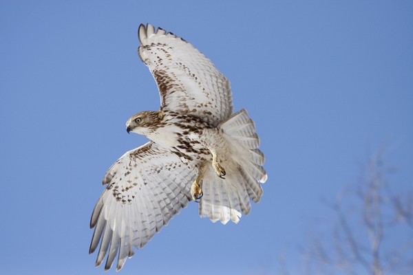 Juvenile Red Tail Hawk in Flight very close to me.