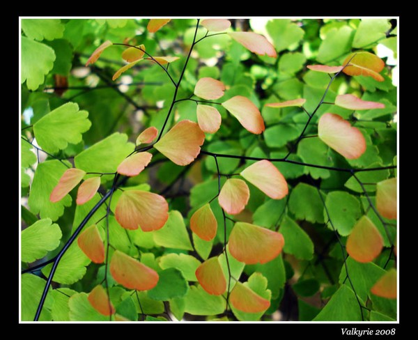 Reddish Leaf 