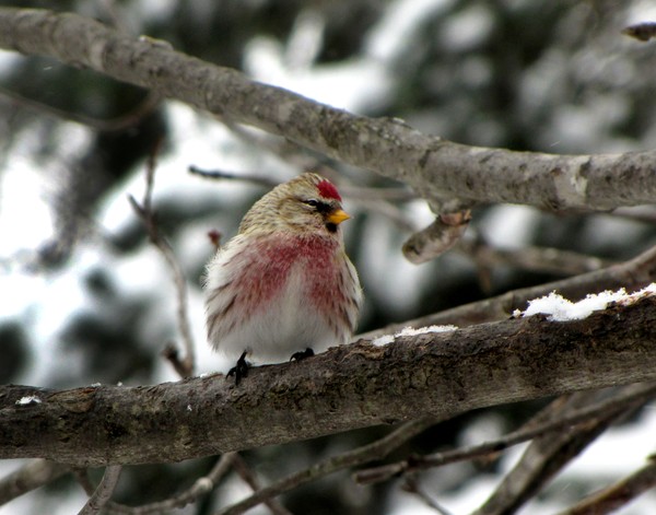 Redpoll's winter perch!
