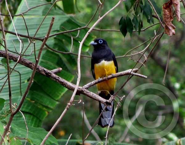Trogon - Central America