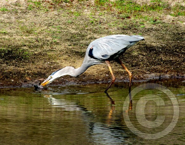 Great Blue Heron - Predator