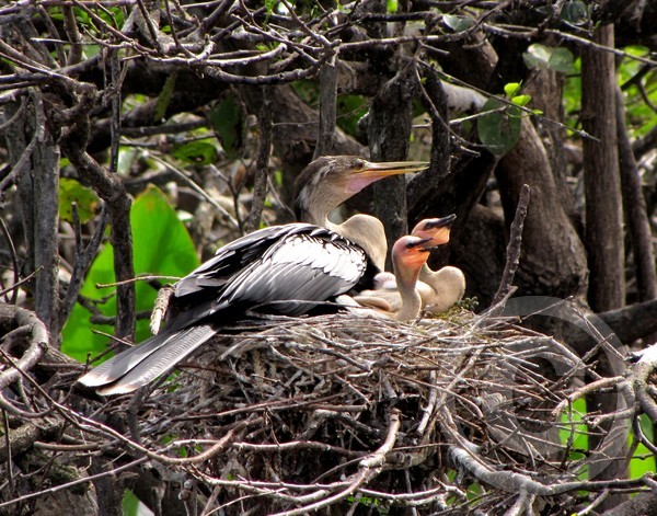 Anhinga mother and chicks!
