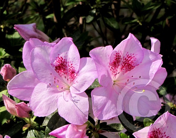 Azaleas!