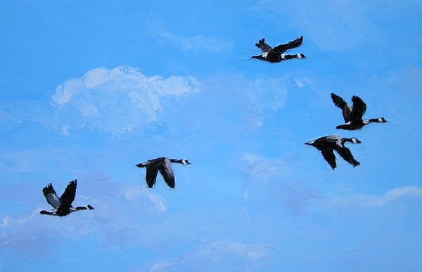 Geese Flying