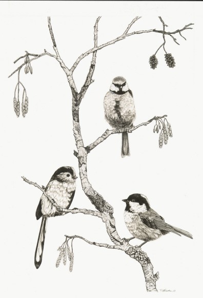 Small Birds (Tits)