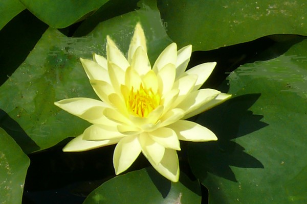 Waterlilly, hand held shot.