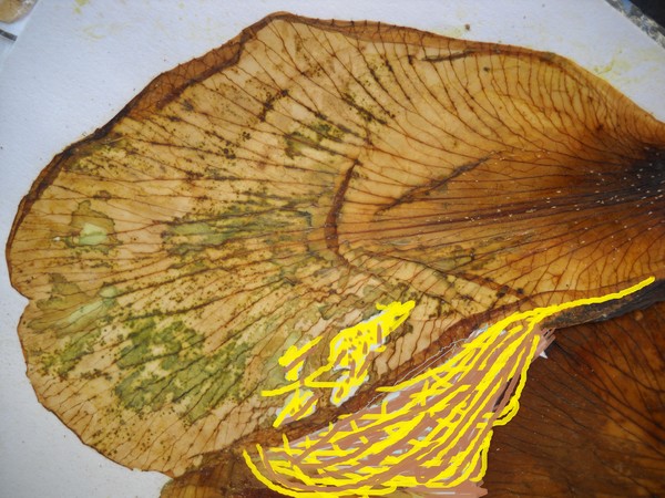 Petals color vs Artificial colors