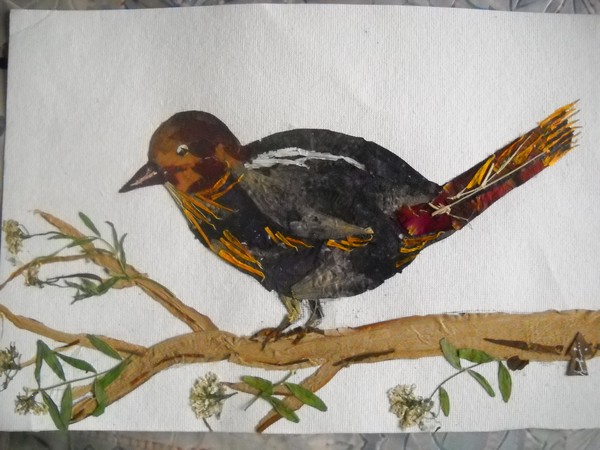 Colorful-Bird