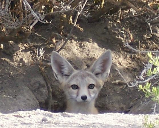 Utah Desert Fox