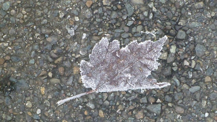 Cold Leaf