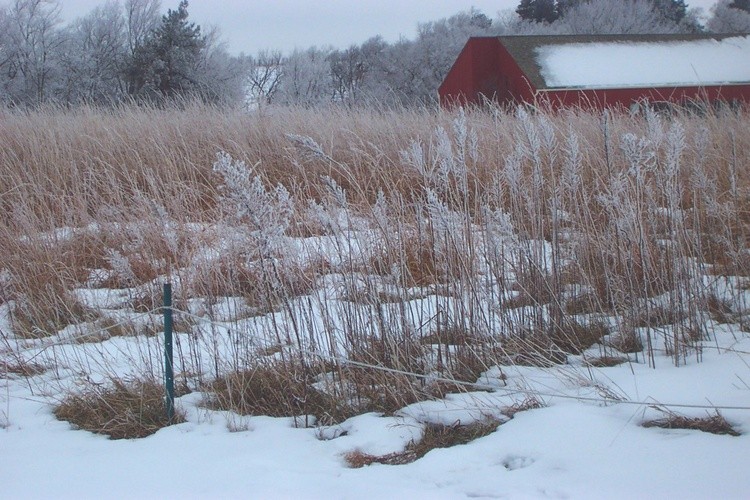 Hoar Frost 24