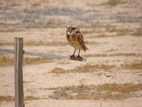 Owl On Watch Duty