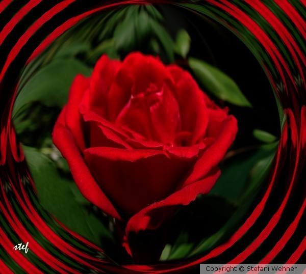 rose target
