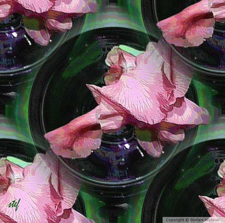 Iris in pink