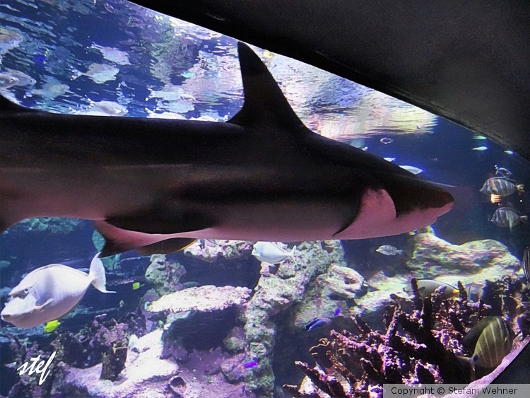 shark passing