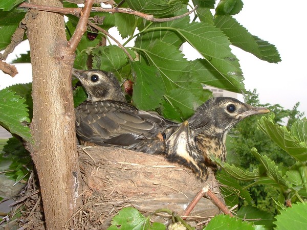 Robins leaving home